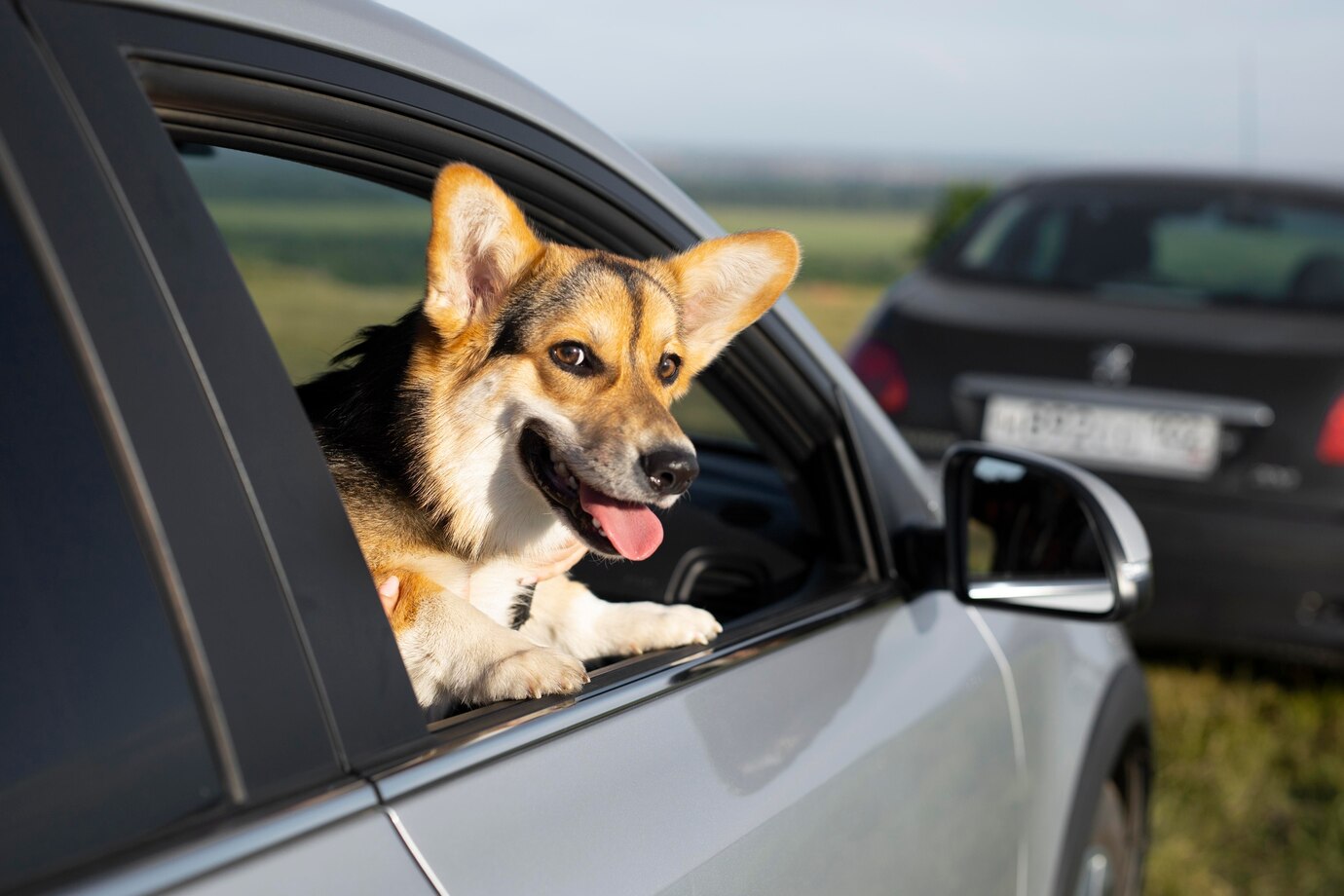 Secrets of the Large Dog Car Seat Zoophiles must know about it